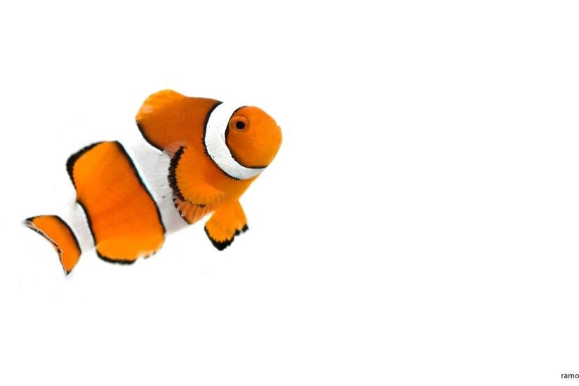 amphiprion occelaris clownfish white background