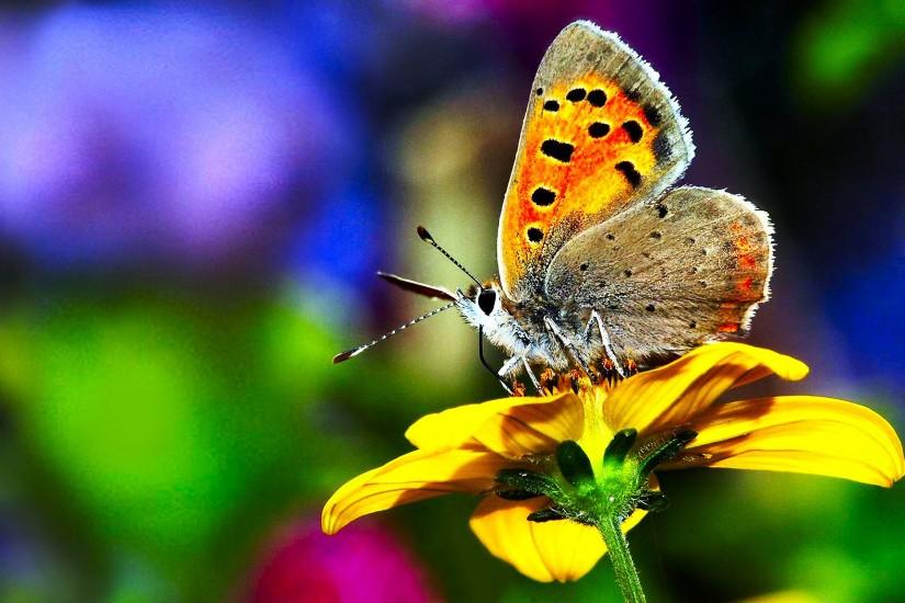 cool butterfly wallpaper 2000x1250 for tablet