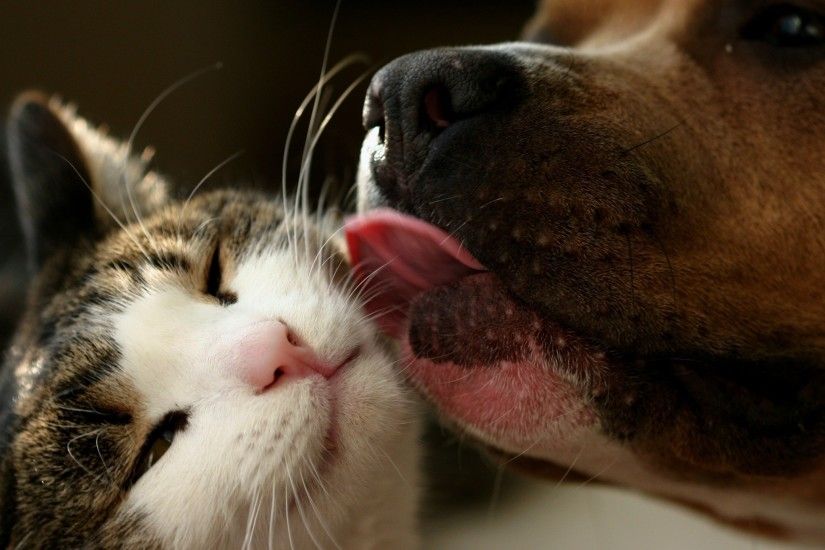 2560x1440 Wallpaper dog, cat, tongue, lick