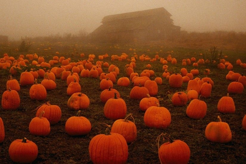 Pumpkins Tag - Farm Pumpkin Halloween Field Fog Patch Spooky Pumpkins  Wallpapers Of Green Fields for