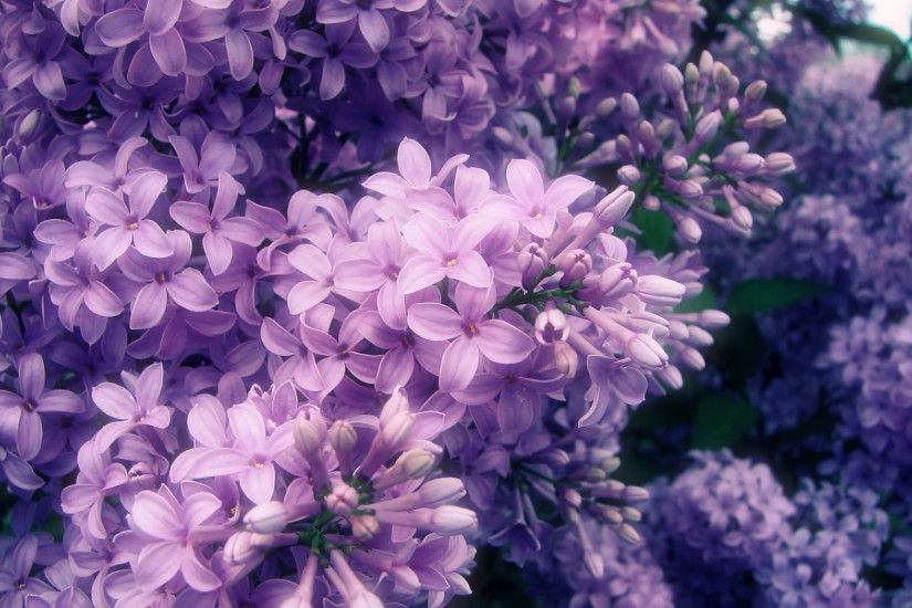 Sea of purple flowers wallpaper