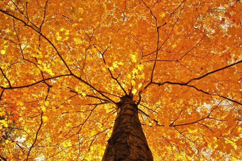 1920x1080 Autumn Leaves Desktop Wallpaper ~ Fall Leaves Background: Fall  Leaves Background, Autumn Leaves Sheet