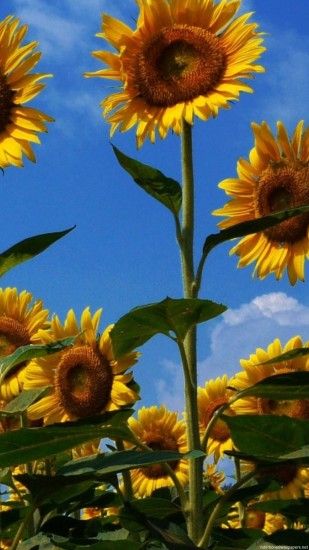 1080x1920 sunflower summer field sky iPhone 6 wallpapers HD - 6 Plus  backgrounds