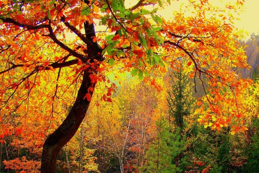 3840x2160 Wallpaper autumn, forest, trees, landscape