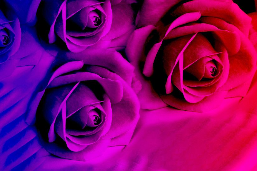 Purple roses in bright color wallpapers and images - wallpapers .