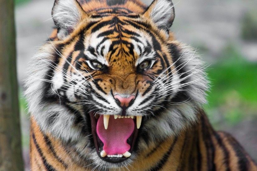 Preview wallpaper tiger, face, teeth, anger, big cat 1920x1080