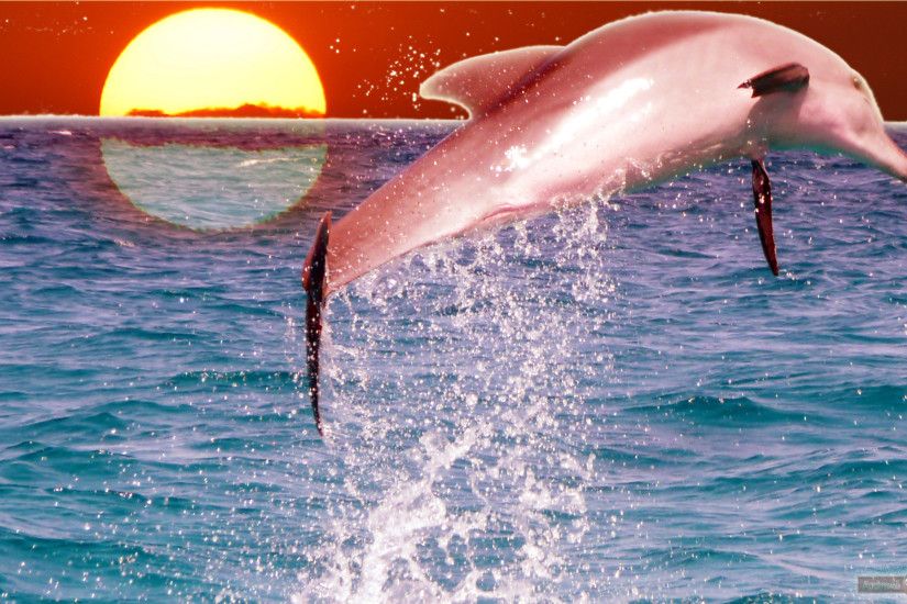 Best Dolphin Wallpapers and Backgrounds