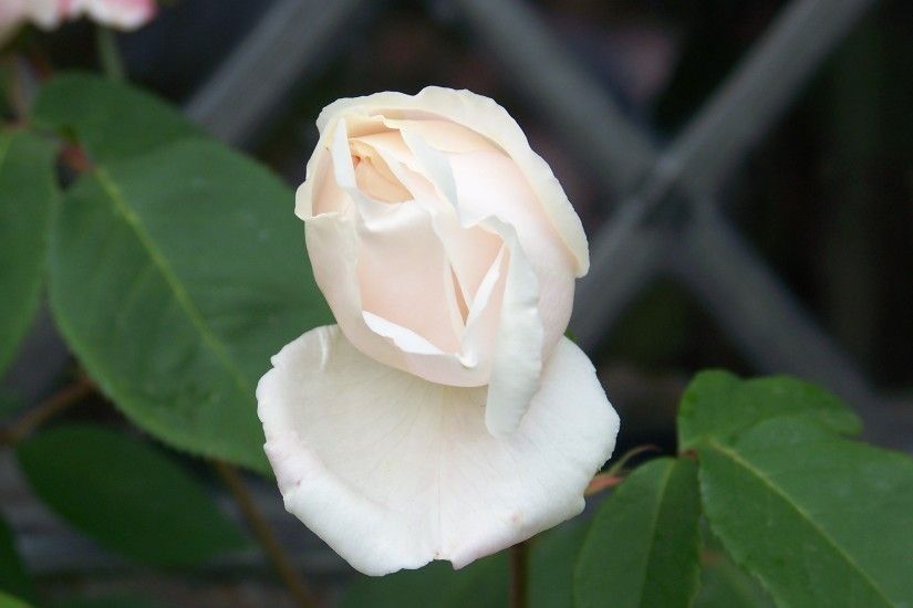 White Rose In Garden HD Wallpaper