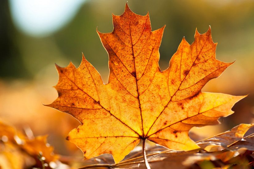 Autumn Fall Leaves Wallpapers HD Desktop Wallpaper, Background Image