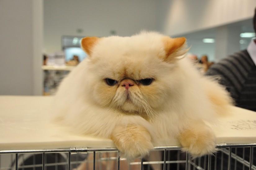 Grumpy Persian cat