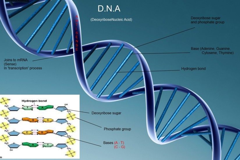 Share universal genetic code: DNA is in all living things | What is life? |  Pinterest