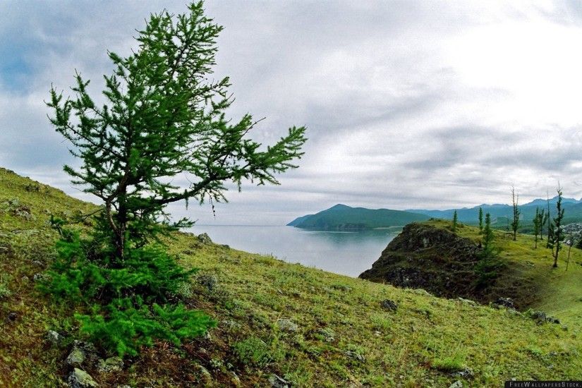 Download Free Wallpaper Coast Tree Stones Earth Grass Lake Siberia