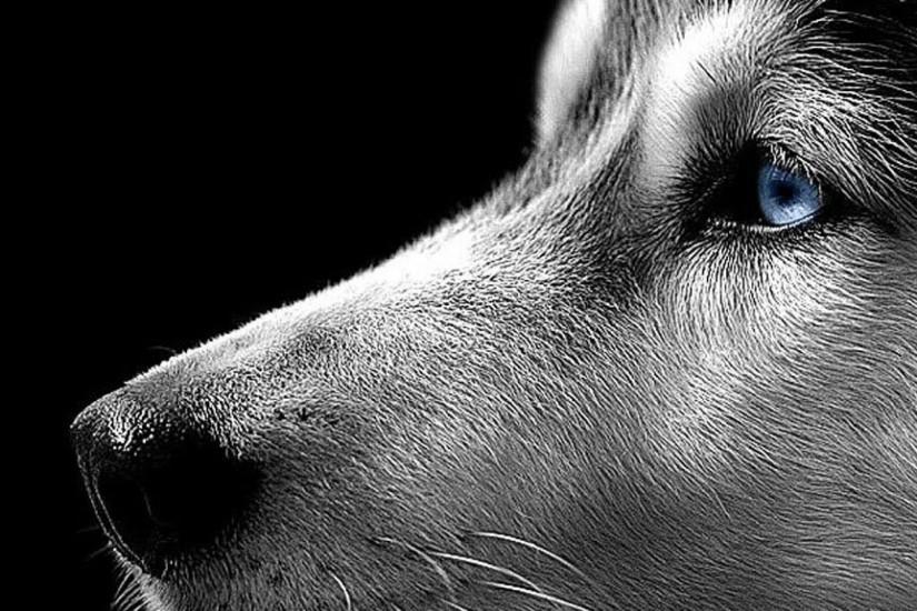 2560x1440 : Wallpapers Dog Pitbull Homepage Siberian Husky X ..