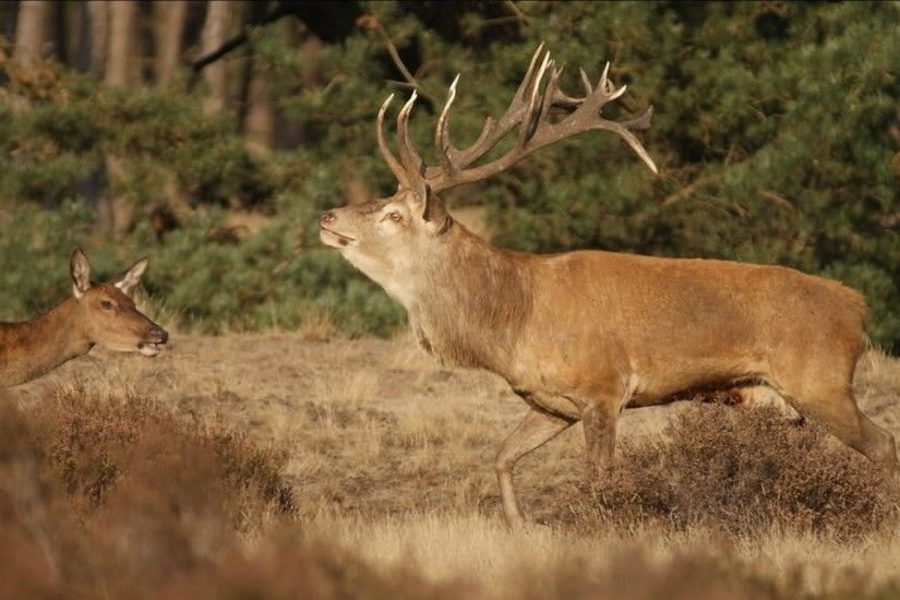 deer hunting wallpapers