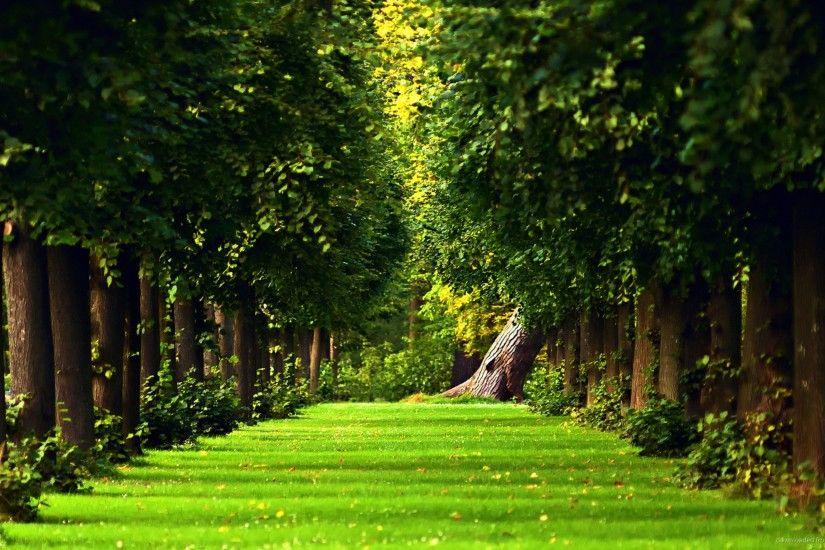 Beautiful green path in the forest - HD nature wallpaper