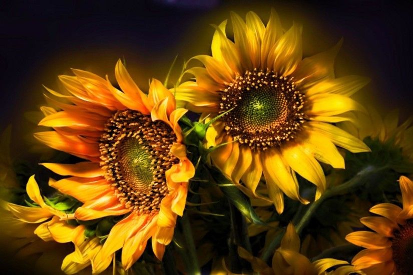 205 Sunflower Wallpapers | Sunflower Backgrounds