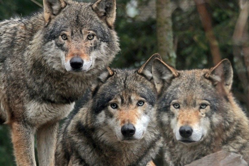 Three Innocent Wolves. Three Innocent Wolves Desktop Background
