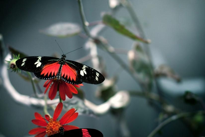 butterflies free wallpapers