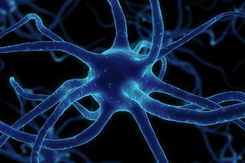 neuron synapses network