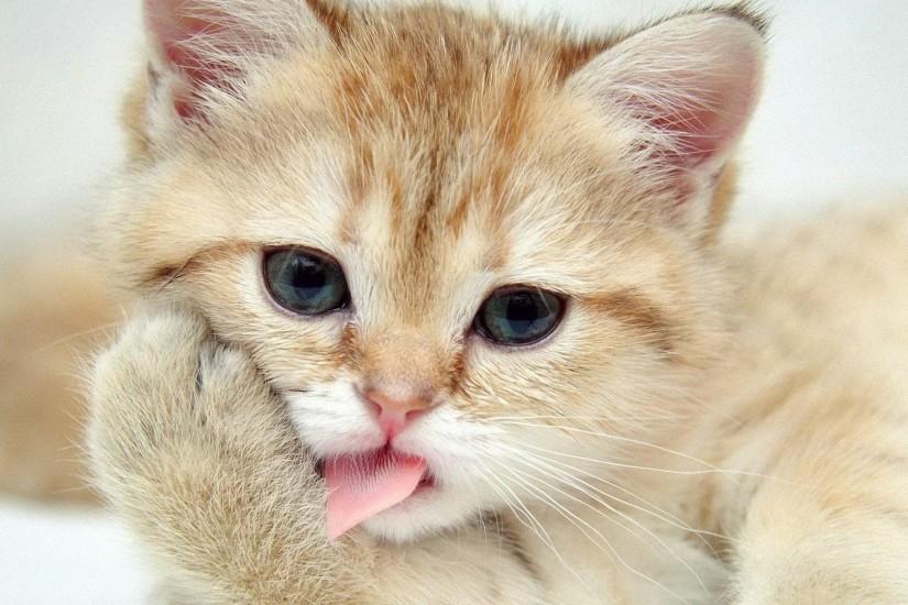 Cats And Kittens Wallpapers Funny Cat Dog Pictures b