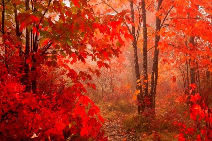 Leaves - Leaf Forest Autumn Season Fall Landscape Seasons Tree Color Leaves  Nature Wallpapers With Animals