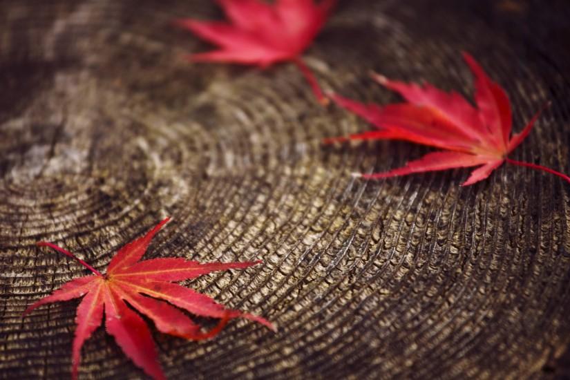 Autumn red leaves Desktop Wallpaper