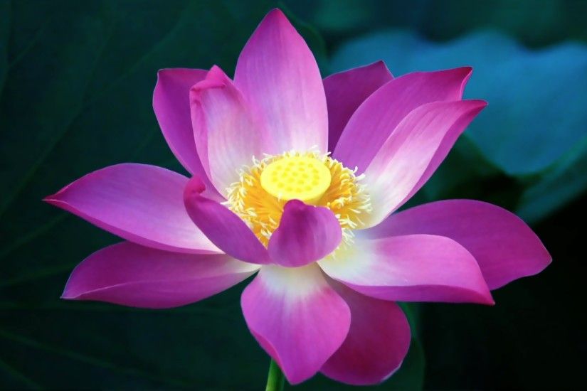 Lotus Flower HD