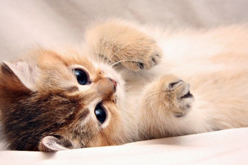 Cute Kitten Wallpaper - WallpaperSafari .