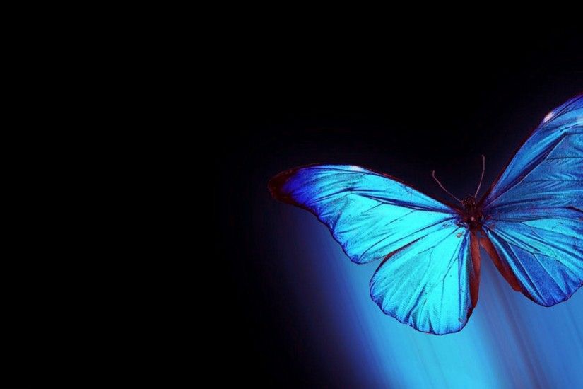 and Blue Butterfly Wallpaper in High Resolution at Animals Wallpaper