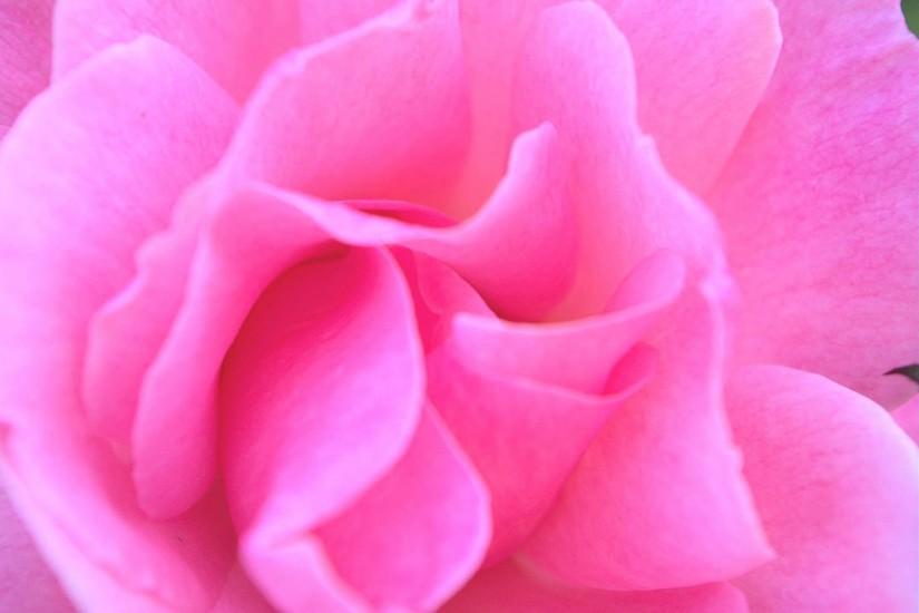 Soft Pink Rose Background