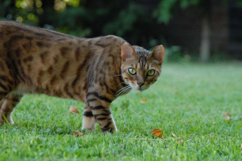 Bengal cat with a wild look
