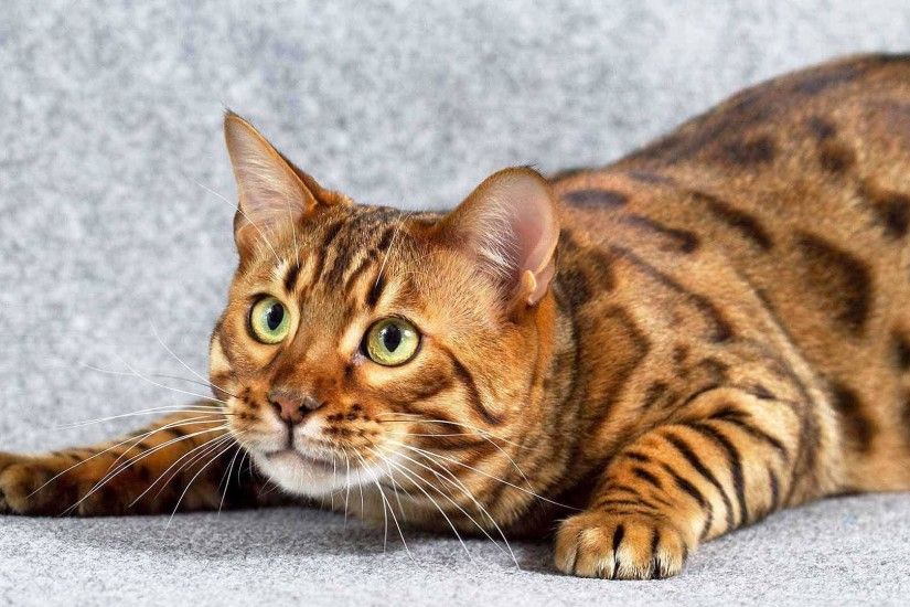 Bengal Cat One of The World's Most Expensive Cat - ExtendCreative.