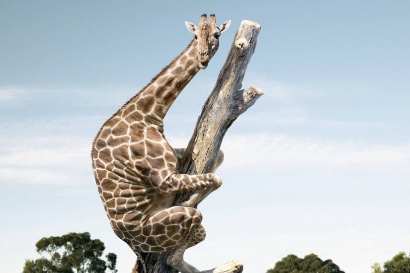 Giraffe on a tree trunk wallpaper
