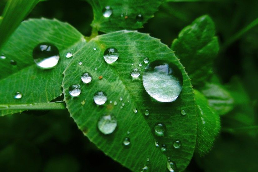Raindrop Leaf Nature Beautiful