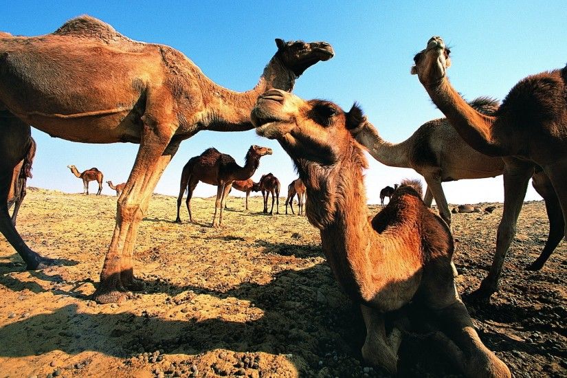 Animal - Camel Wallpaper
