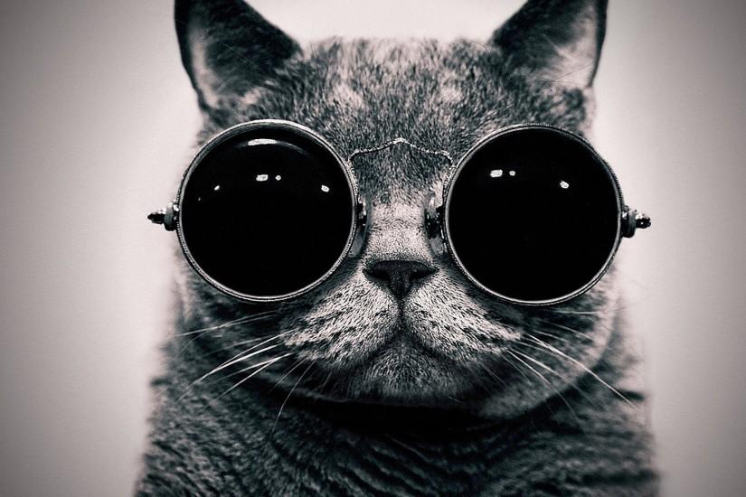 Hipster Cat Desktop Backgrounds - tutor
