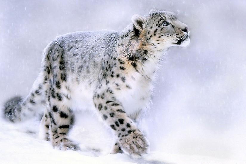 10 White Leopard Wallpaper,Images,Pictures,Photos,HD Wallpapers .