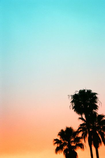 Palm trees and sunset colours