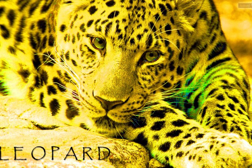 Best Leopard Wallpapers and Backgrounds