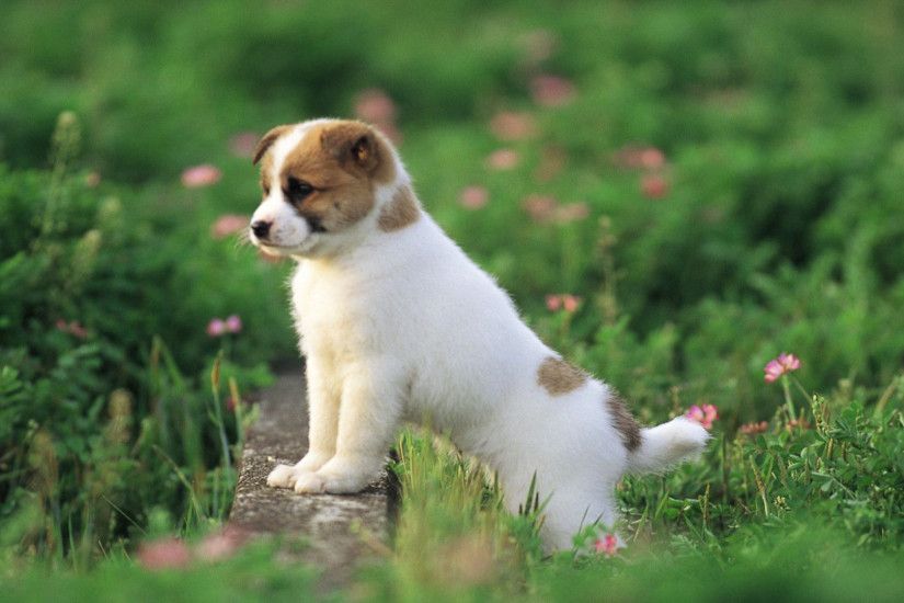 20 of the Most Adorable Puppies with Spots
