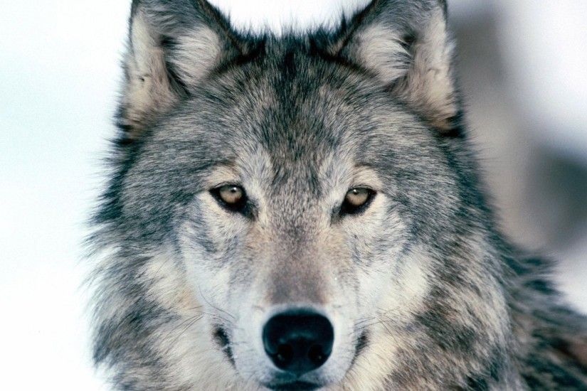 Preview wallpaper wolf, winter, snow, face, eyes, predator 1920x1080