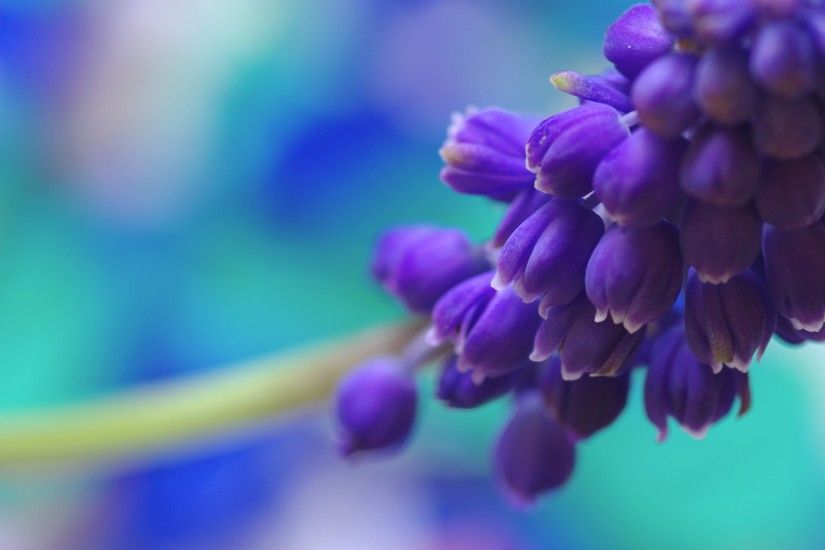 Purple Flowers Background 7301