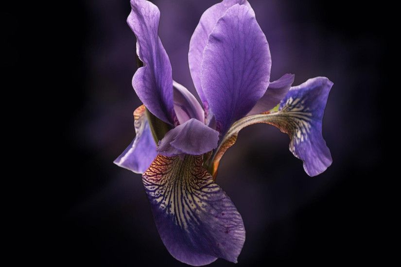 A purple orchid flower blooming in a fascinating way