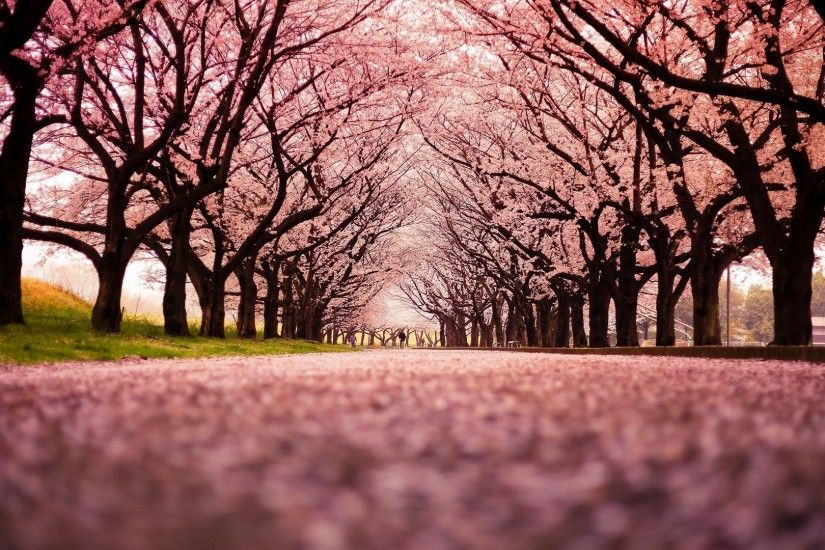 1920x1080 Spring Wallpaper Cherry Blossom HD Wallpapers