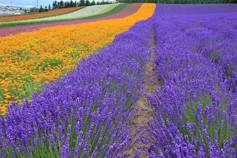 Preview wallpaper lavender, field, flowers, trees, rows 1920x1080
