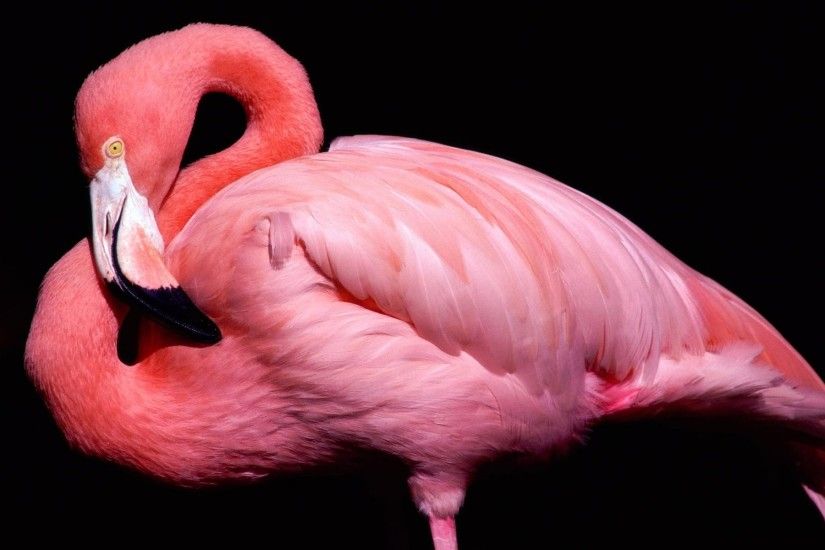 Colibri Bird Wallpaper Vector 3D Â· Pink Animal