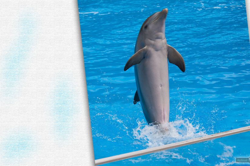 Best Dolphin Wallpapers and Backgrounds