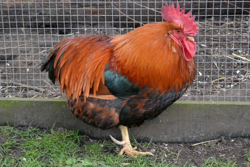 HD wallpaper chicken near fence