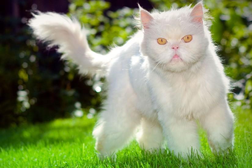 Download HQ white cat outdoor Cats wallpaper / 1920x1440
