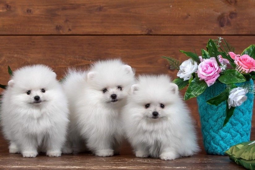 Cute dogs HD wallpapers free